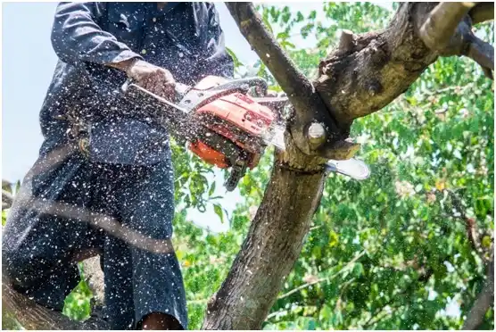 tree services Fox Island